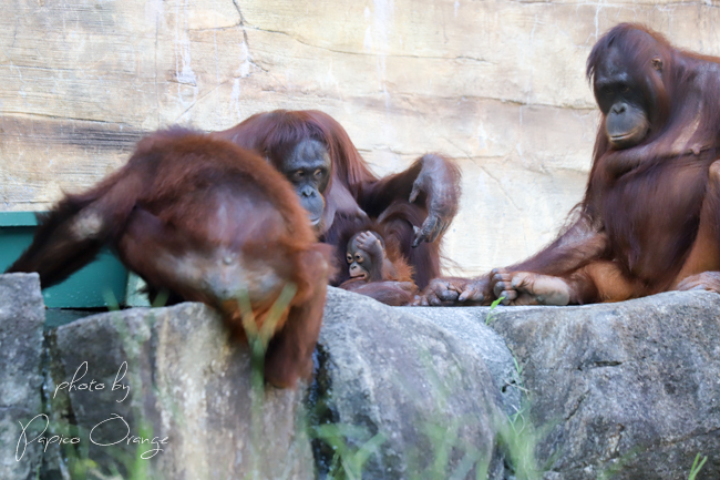 多摩動物公園　２０１８年８月１８日　その１_f0321610_20575462.jpg