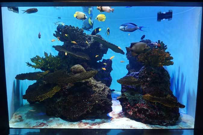 葛西臨海水族園:紅海~サンゴ礁の魚たち_b0355317_10392676.jpg