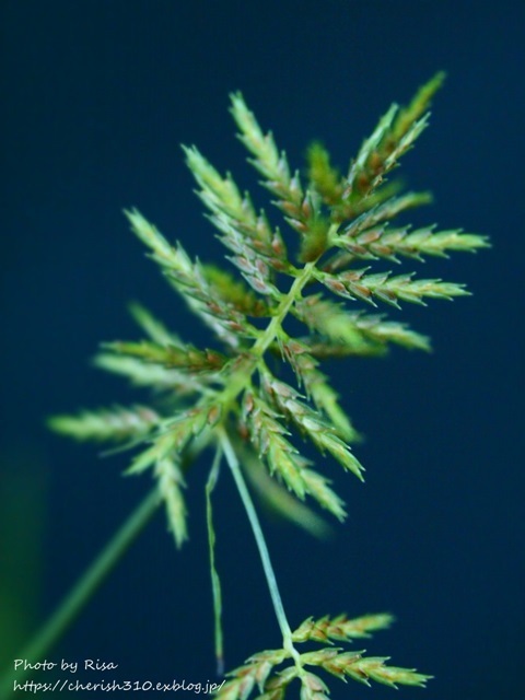c0274618_17503445.jpg