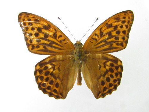 ♂にも暗色型? ミドリヒョウモン♂ 暗色型 : 私の天狗蝶