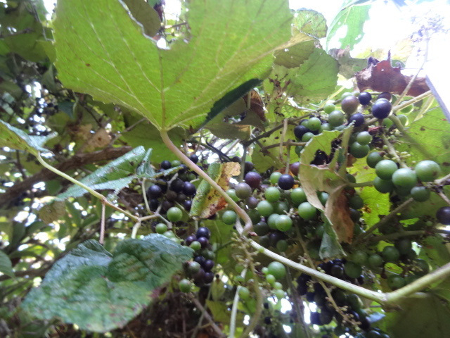 天然山葡萄のヒゴ　くりきよ 天然山葡萄のヒゴ くりきよ 3053_01trim.jpg