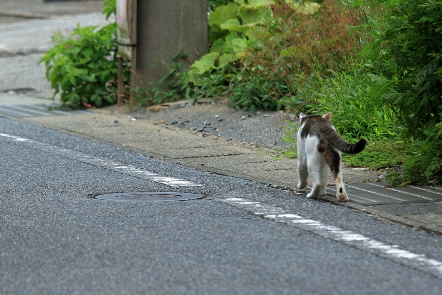 ひさしぶり～(=^・^=)_a0076825_21185215.jpg