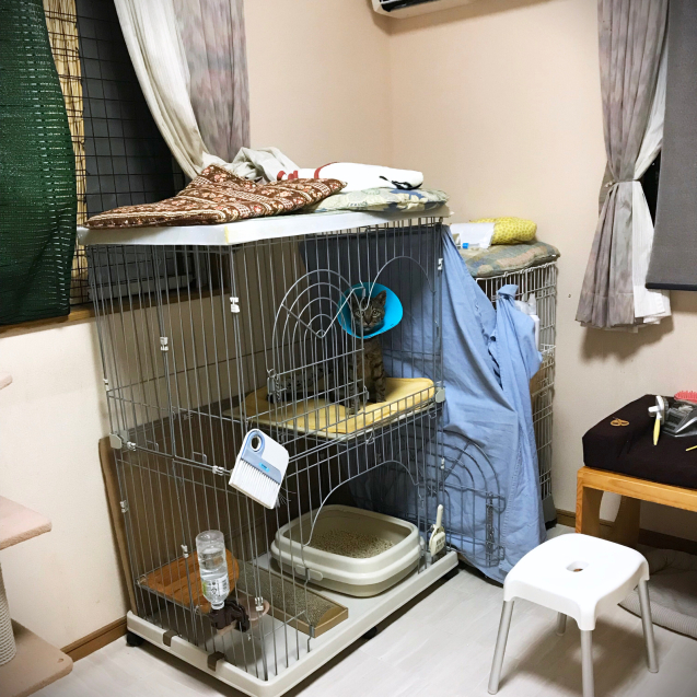 家猫への道_d0355333_21160907.jpg