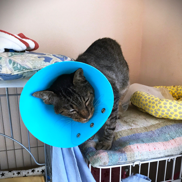 家猫への道_d0355333_21161315.jpg