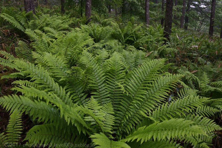 e0362037_20431727.jpg
