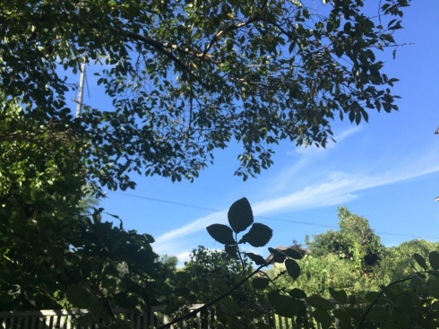d0145345_17285507.jpeg