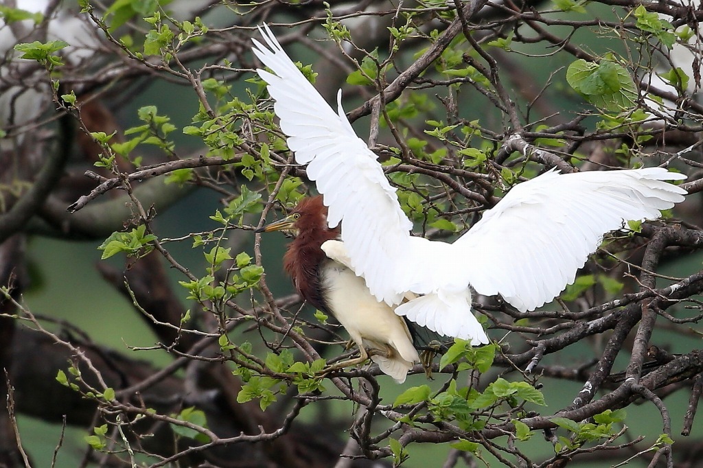 夏羽の赤頭が綺麗なアカガシラサギ_f0366449_05170147.jpg