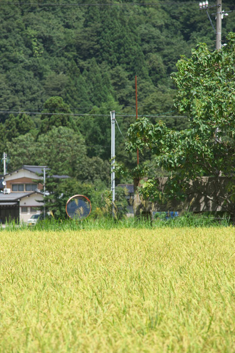 d0342652_1735762.jpg