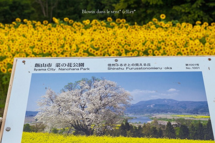 飯山・菜の花公園にて..._f0251765_6184775.jpg