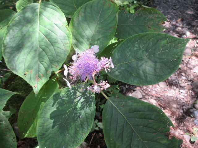 c0217771_14515121.jpg