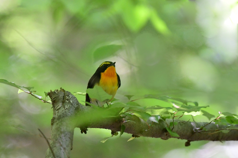 渡りの小鳥 キビタキ オオルリ_f0053272_14344239.jpg