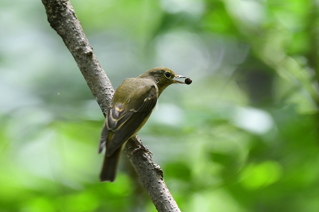 渡りの小鳥 キビタキ オオルリ_f0053272_14370043.jpg