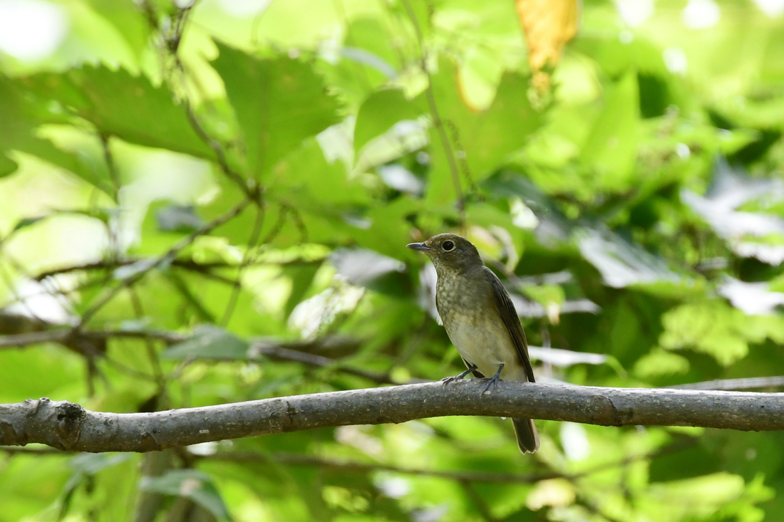渡りの小鳥 キビタキ オオルリ_f0053272_14370468.jpg