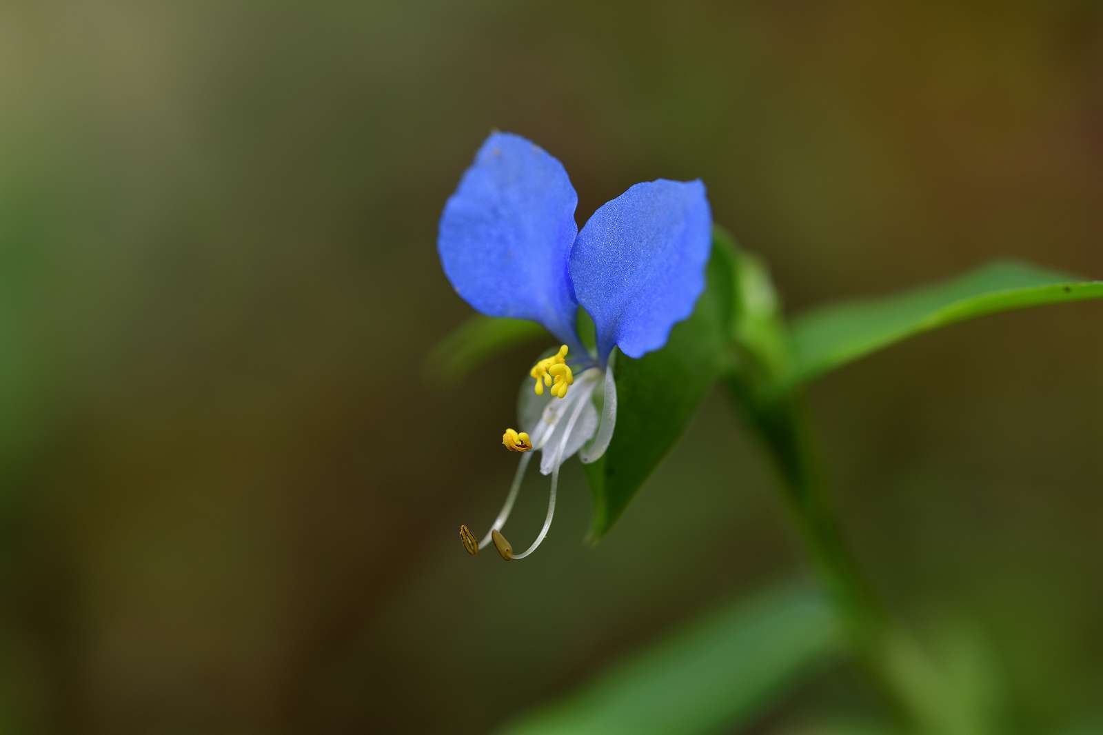 青梅周辺の花_d0328977_19362828.jpg