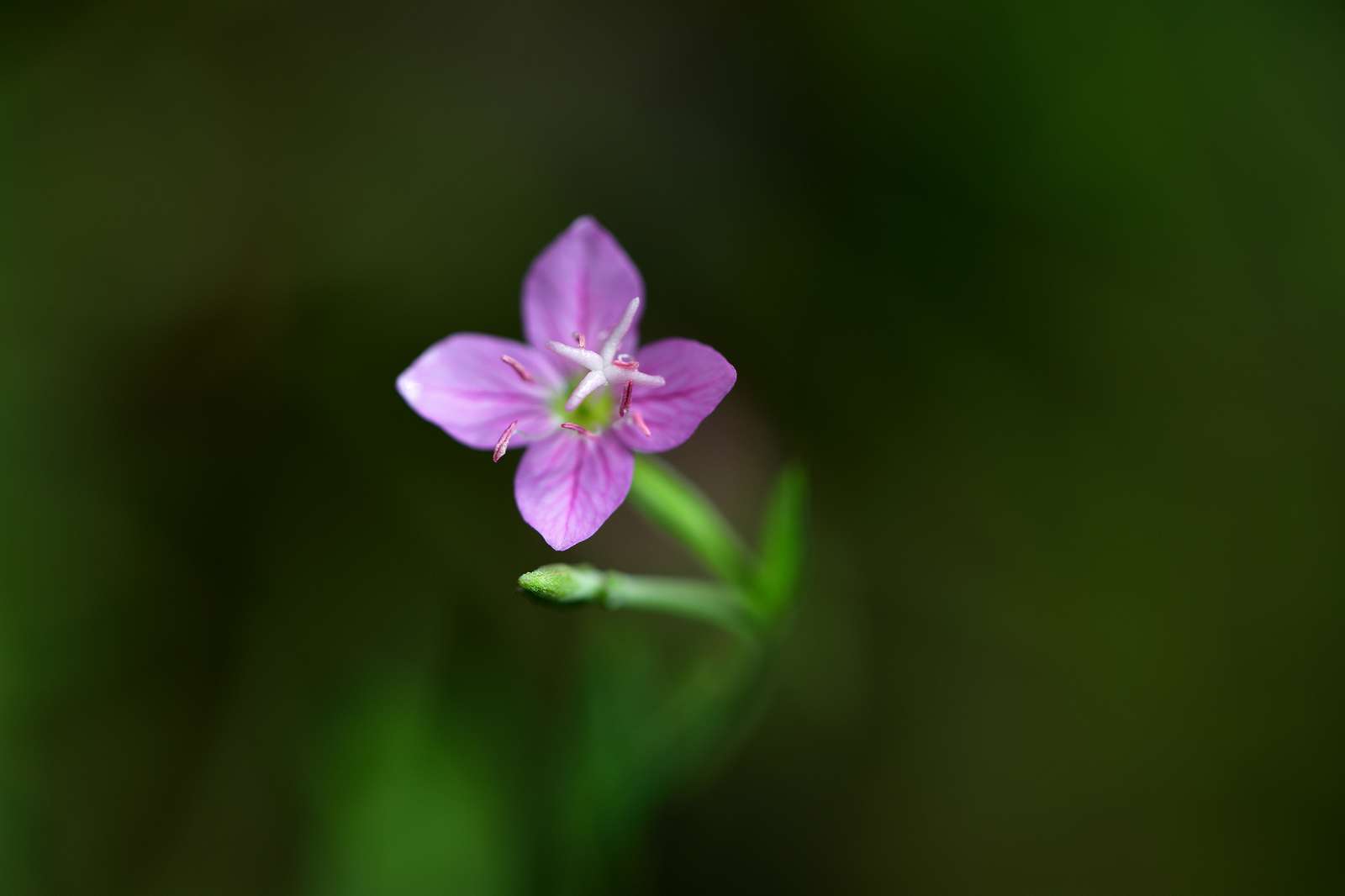 青梅周辺の花_d0328977_19362969.jpg