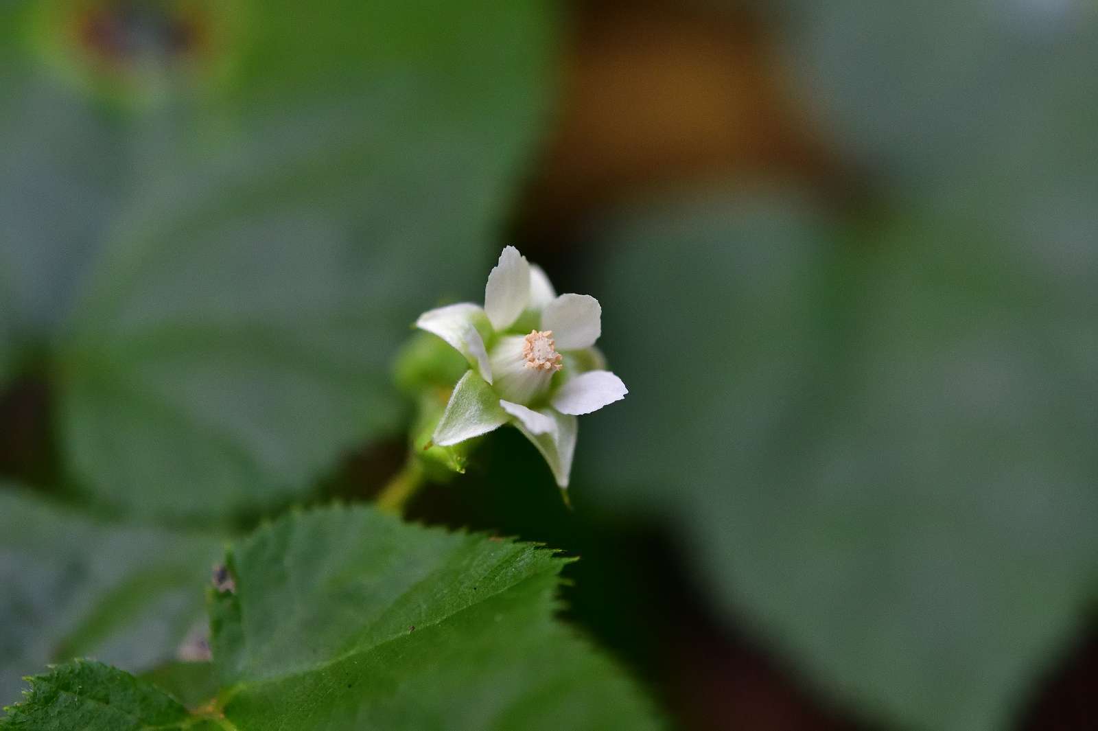 青梅周辺の花_d0328977_19365829.jpg