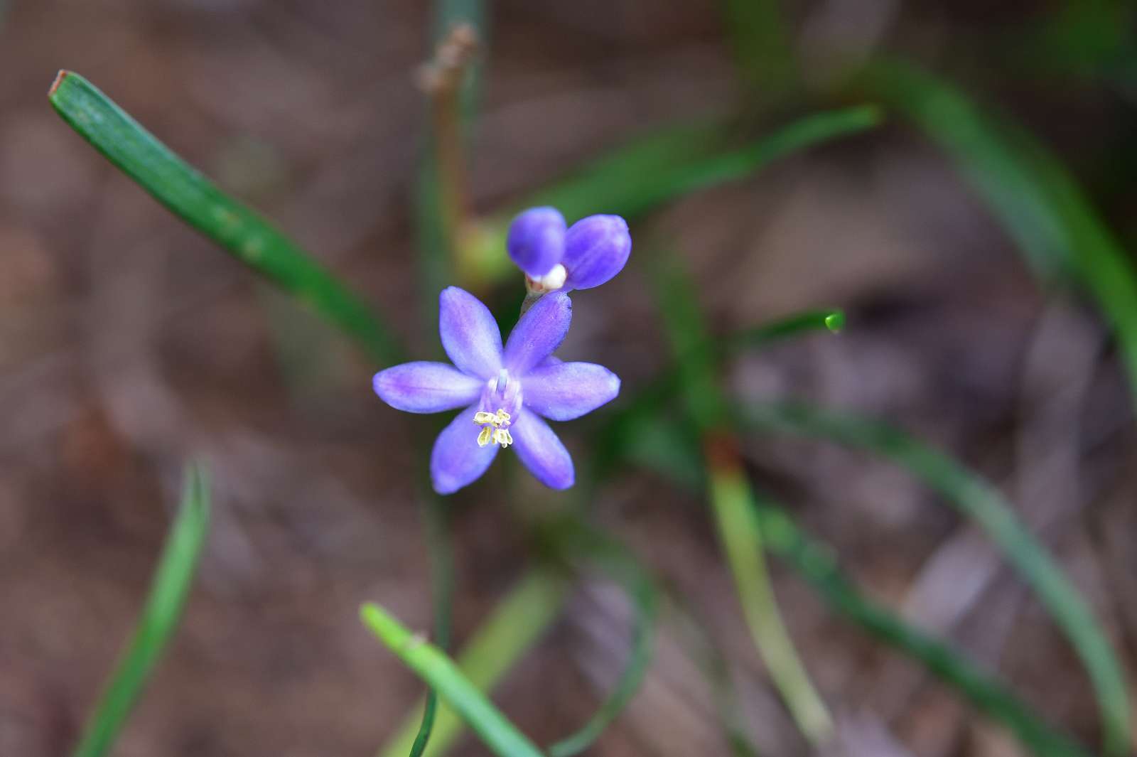 青梅周辺の花_d0328977_19365892.jpg