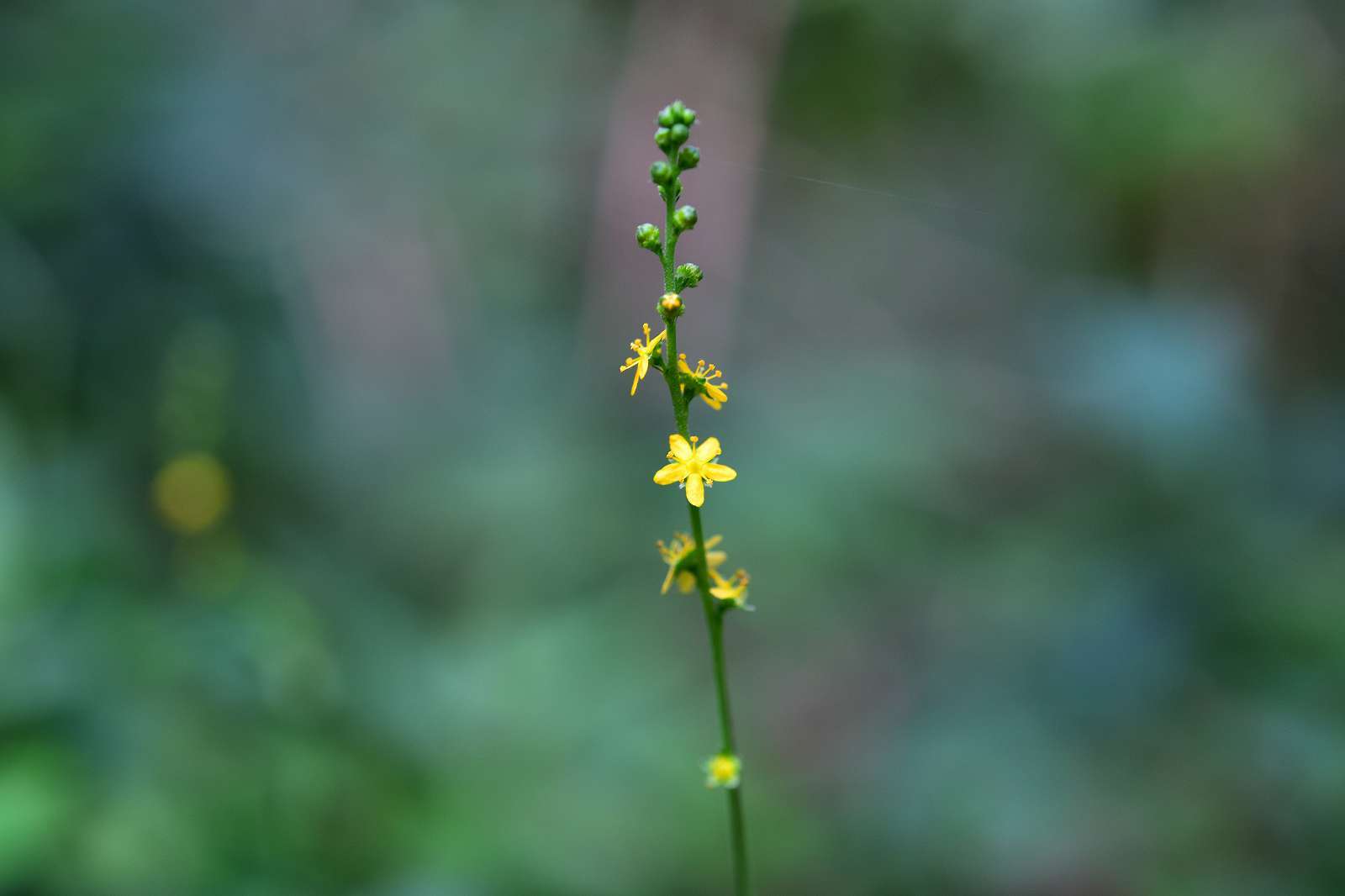 青梅周辺の花_d0328977_19365895.jpg