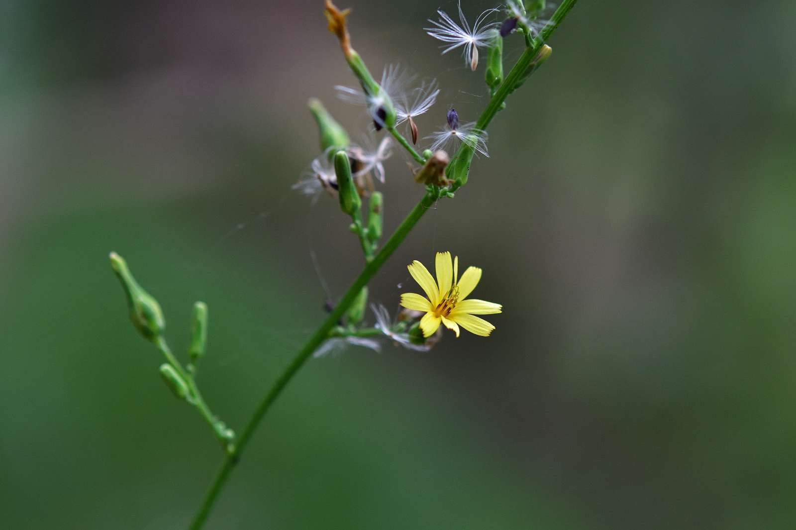 青梅周辺の花_d0328977_19370947.jpg