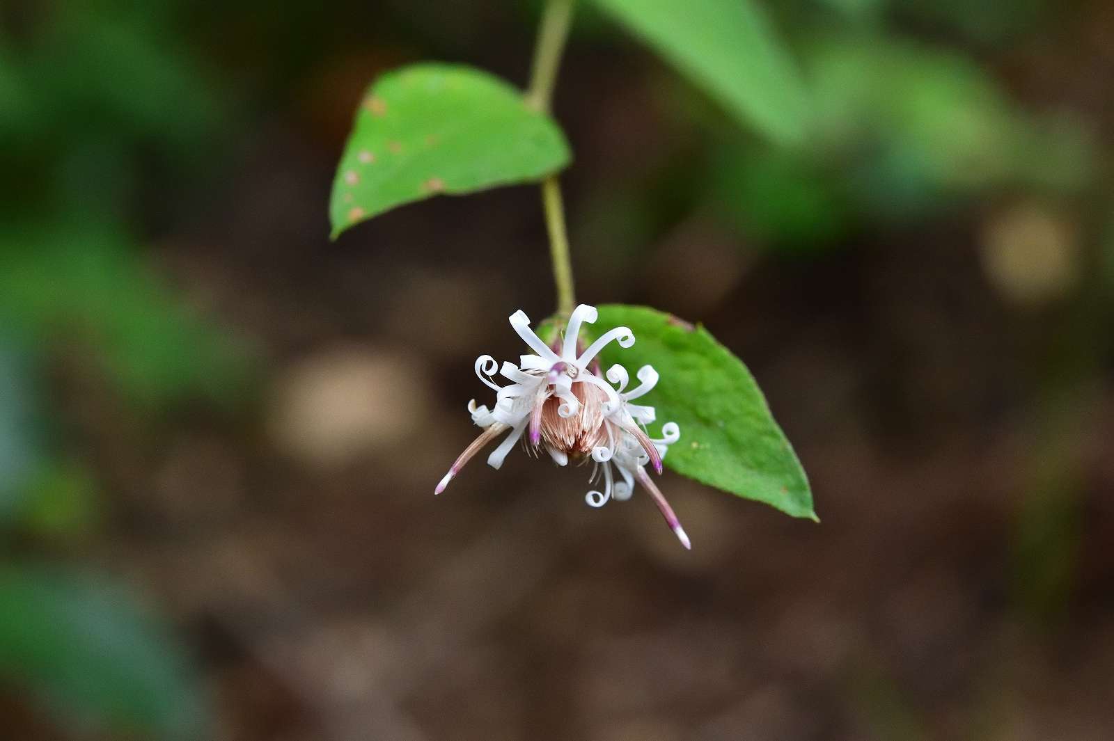 青梅周辺の花_d0328977_19370964.jpg