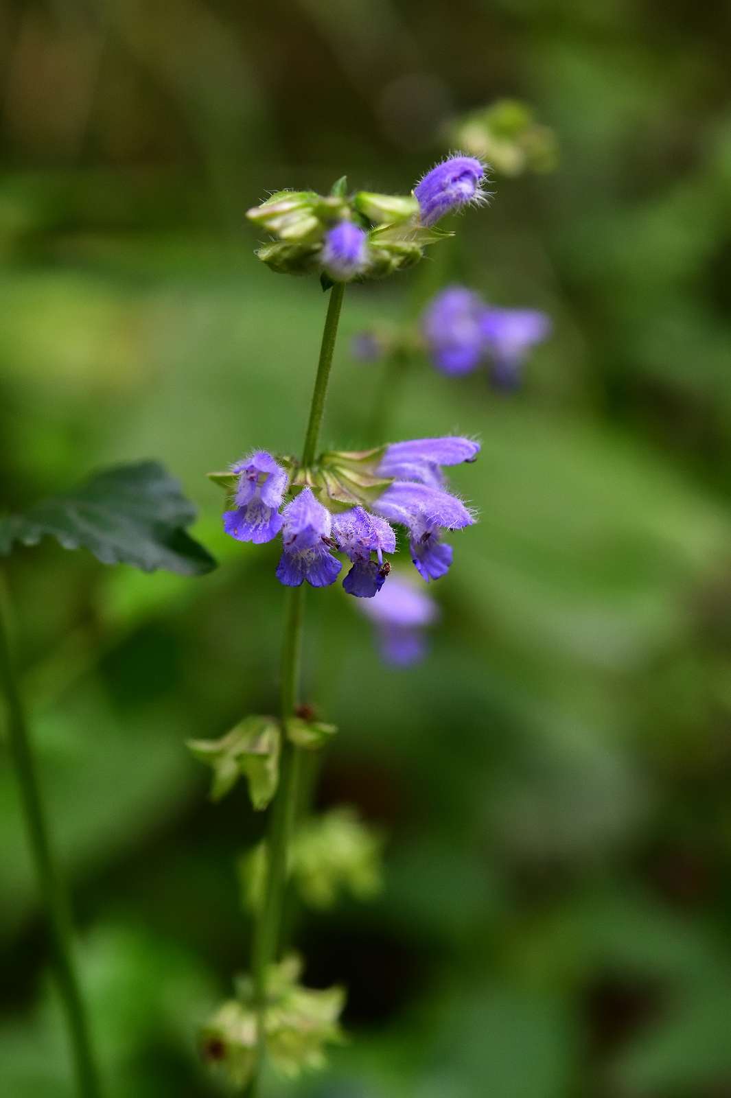 青梅周辺の花_d0328977_19371016.jpg