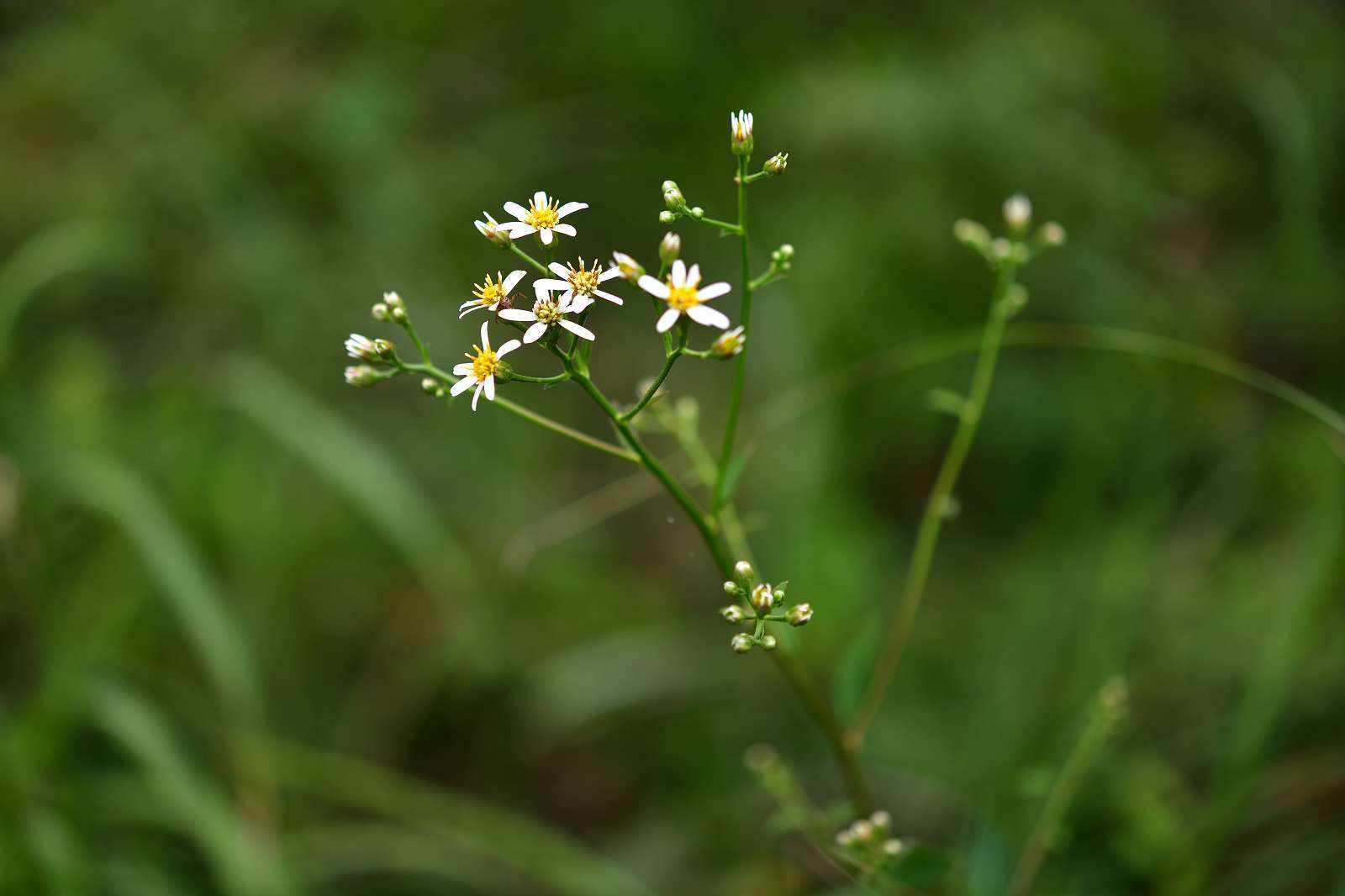 青梅周辺の花_d0328977_19371052.jpg