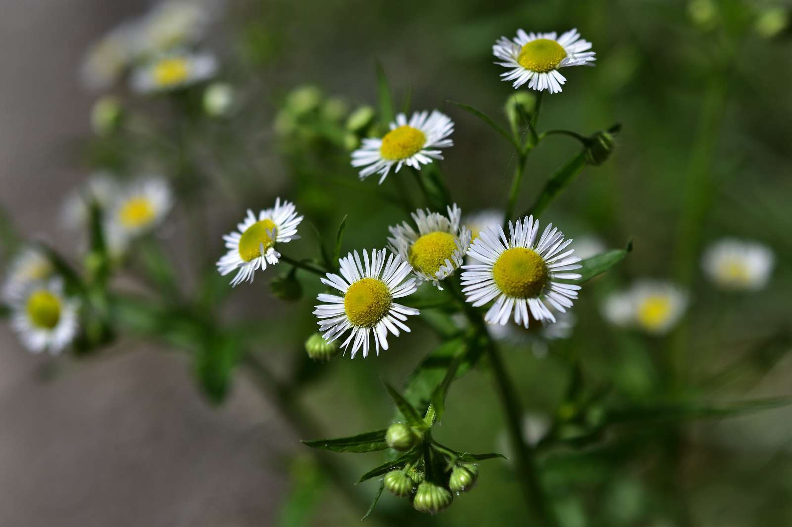 青梅周辺の花_d0328977_19373231.jpg