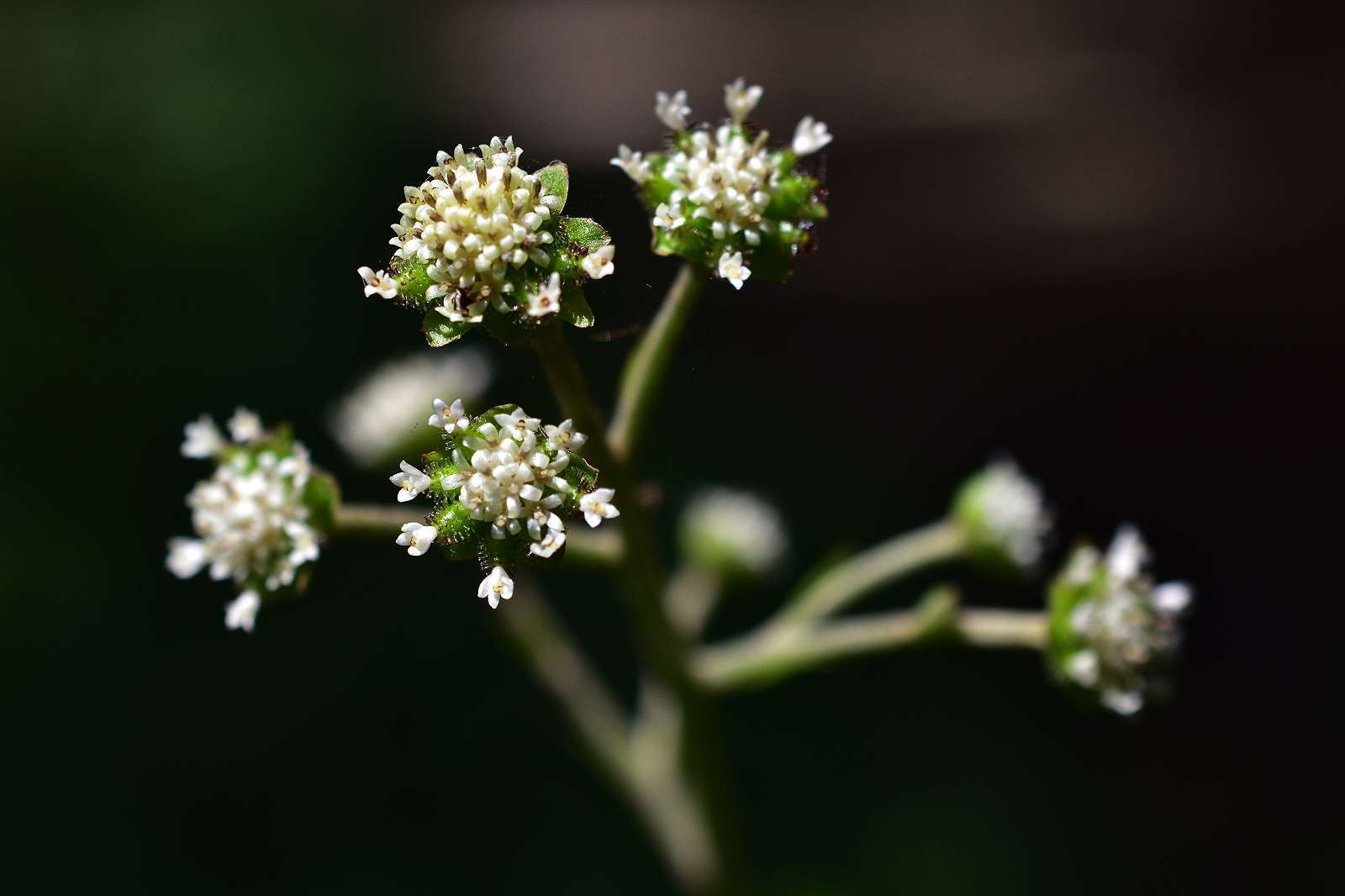 青梅周辺の花_d0328977_19374540.jpg