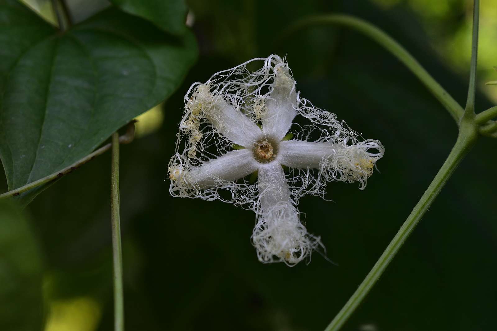 青梅周辺の花_d0328977_19374557.jpg