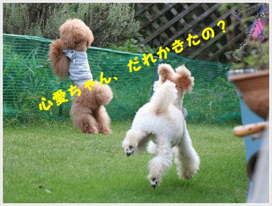 b0175688_22553304.gif