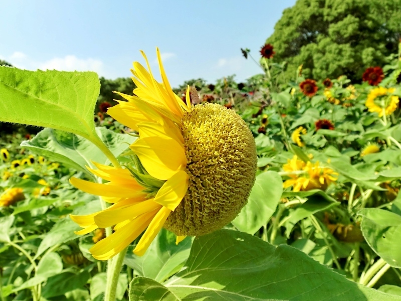 回る ヒマワリ 回らぬ ヒマワリ Hebdo時季 とき の花