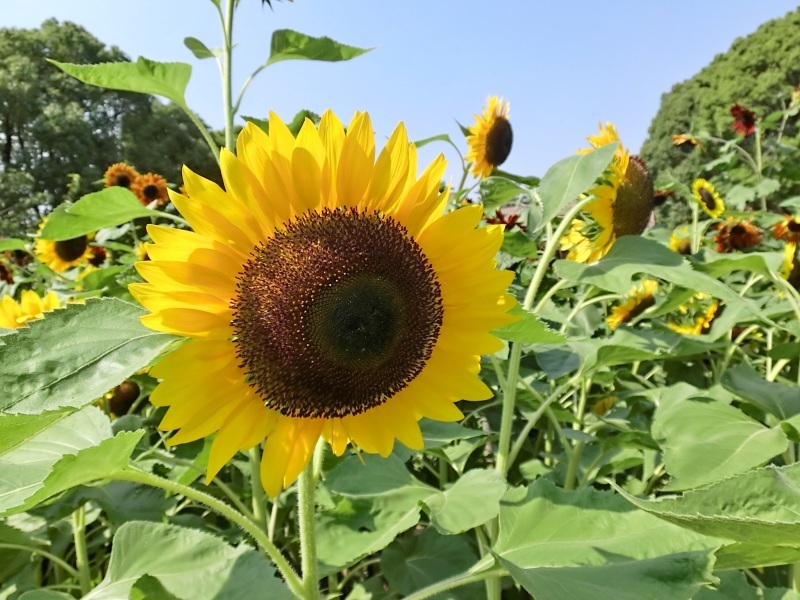 回る ヒマワリ 回らぬ ヒマワリ Hebdo時季 とき の花 回る ヒマワリ 回らぬ ヒマワリ Hebdo時季 とき の花