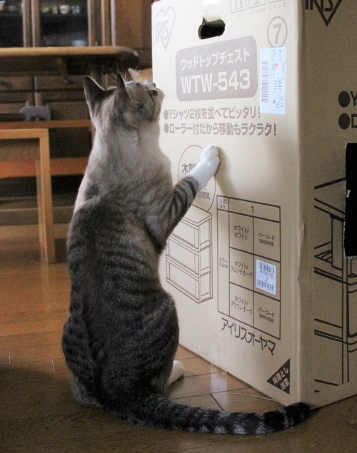 ホロ兄のマイはうす_a0333195_09203708.jpg