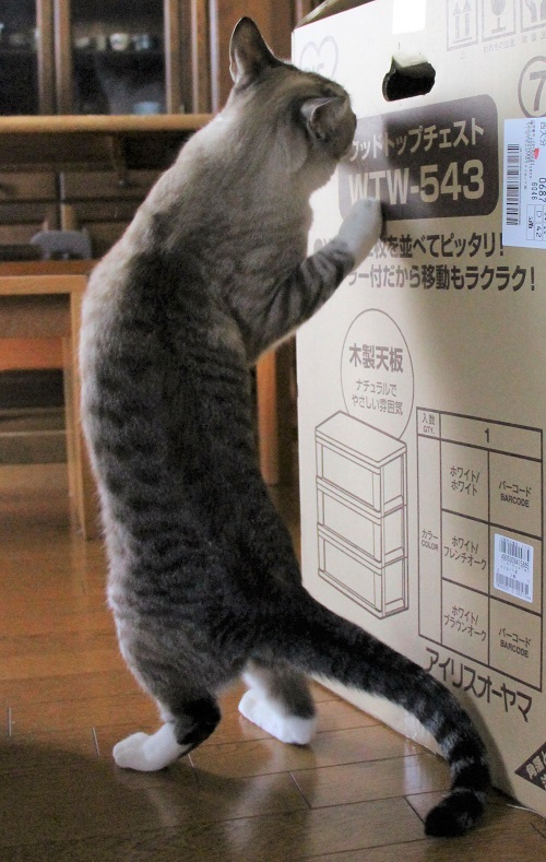 ホロ兄のマイはうす_a0333195_09210709.jpg