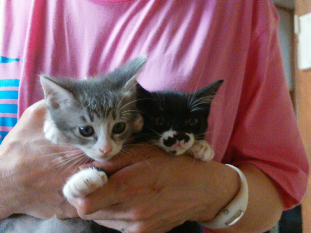 仔猫の初診_f0255704_11053707.jpg