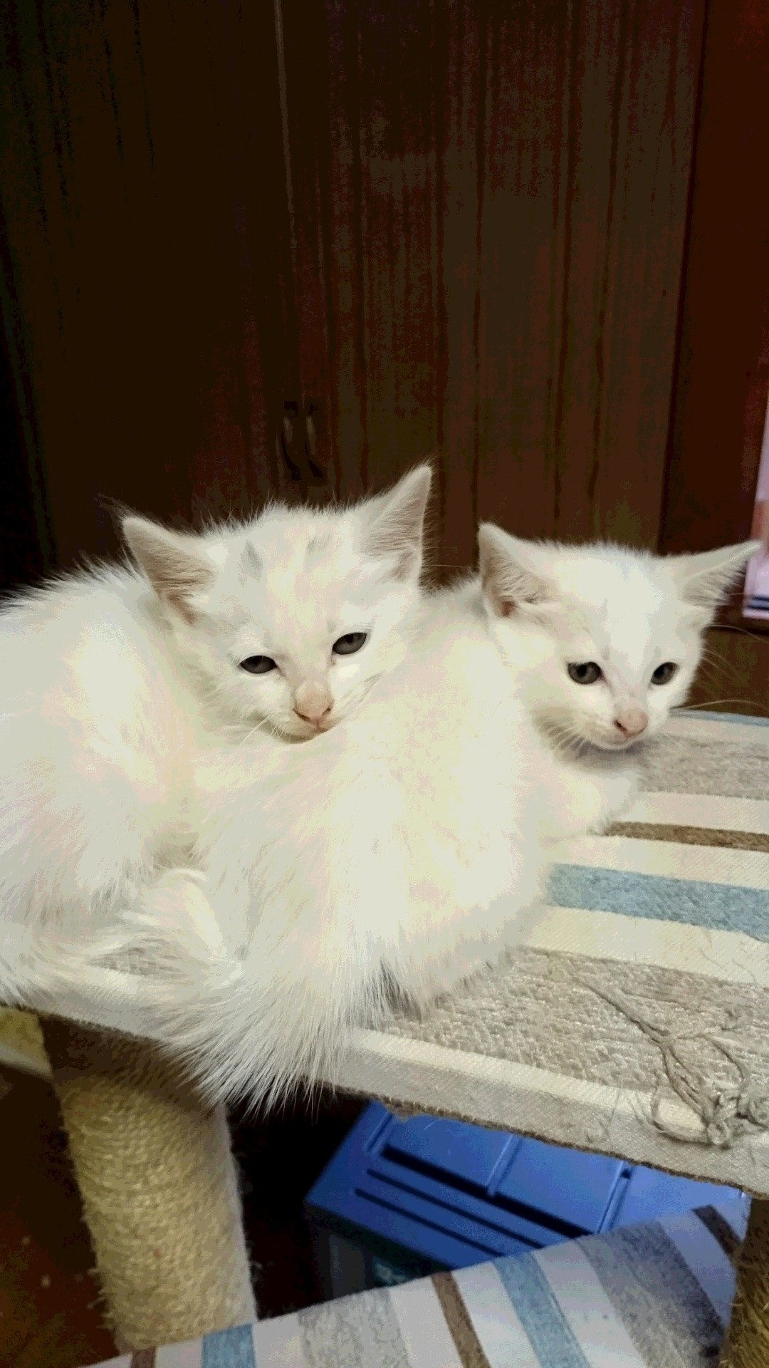 仔猫の初診_f0255704_11053826.jpg