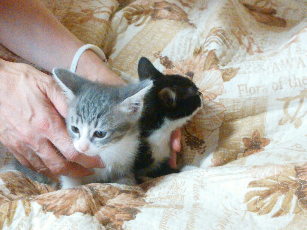 仔猫の初診_f0255704_11053827.jpg