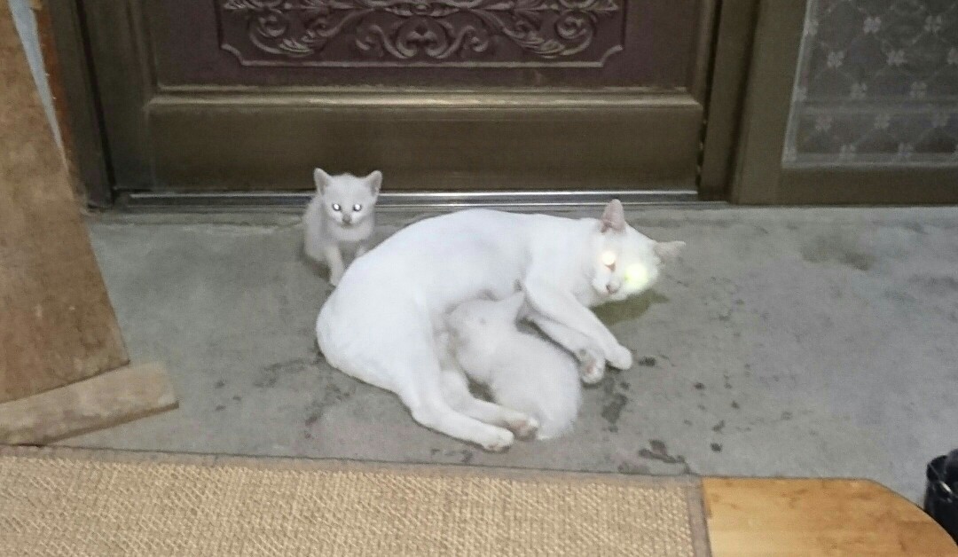 仔猫の初診_f0255704_11053883.jpg