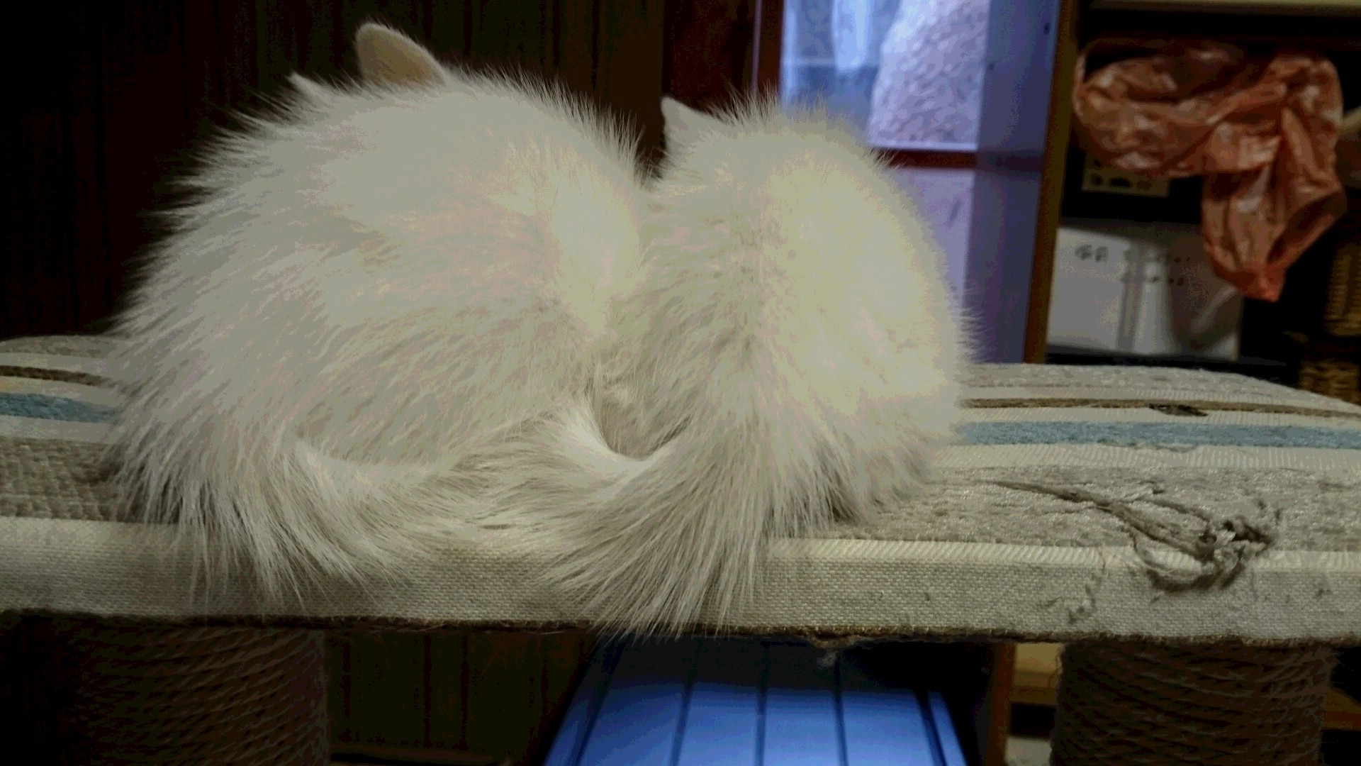 仔猫の初診_f0255704_18280738.jpg