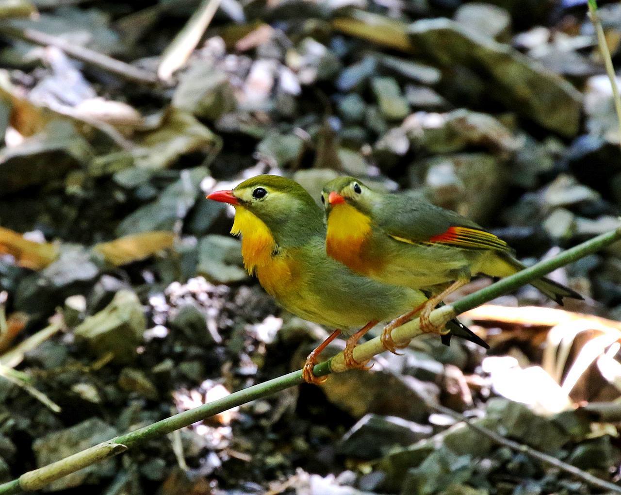 仲の良いソウシチョウ 一期一会の野鳥たち