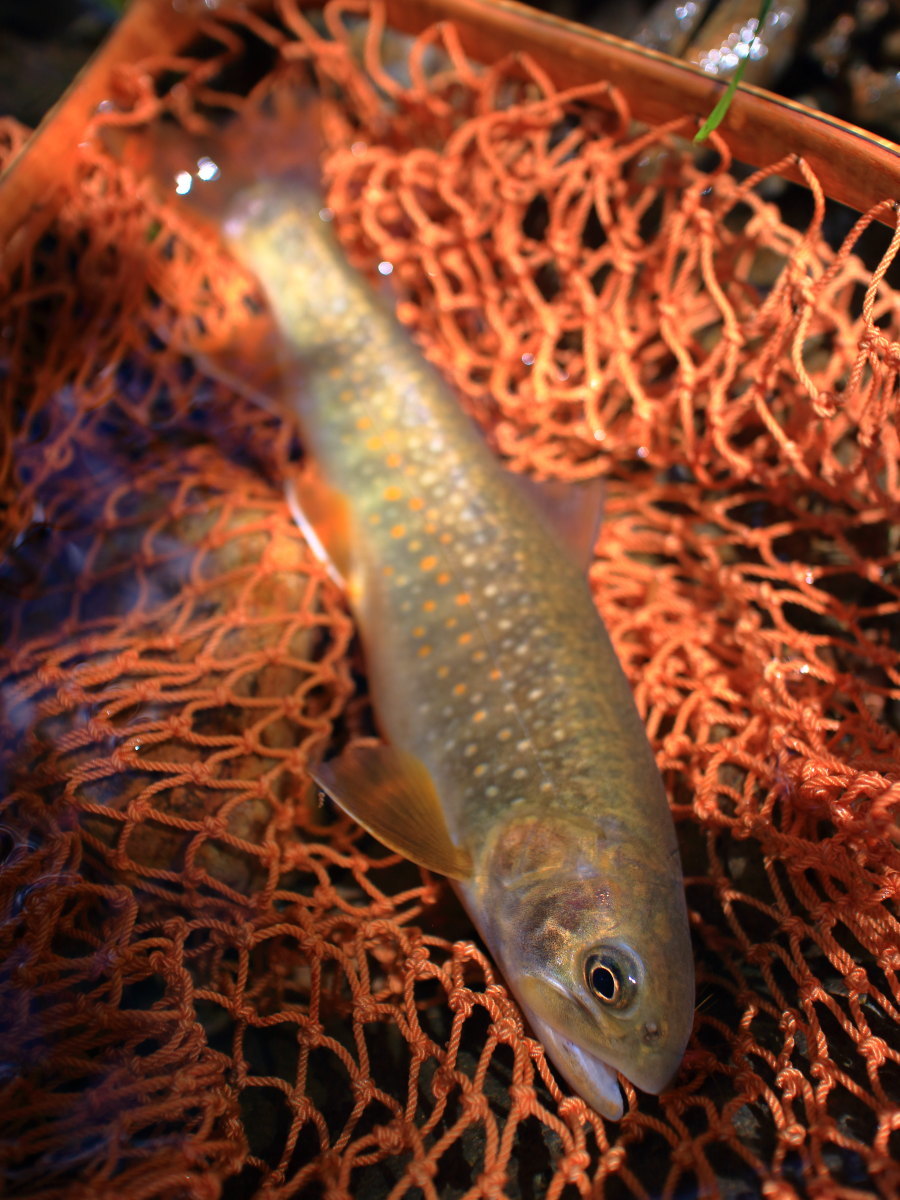 e0009009_23170141.jpg