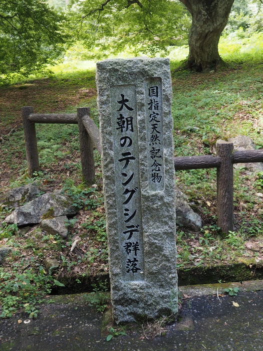 大朝のテングシデ群落_c0116915_00140976.jpg