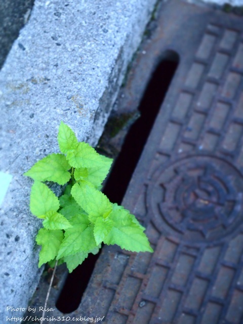 c0274618_21021575.jpg