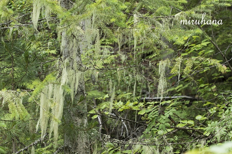 c0037519_10222446.jpg