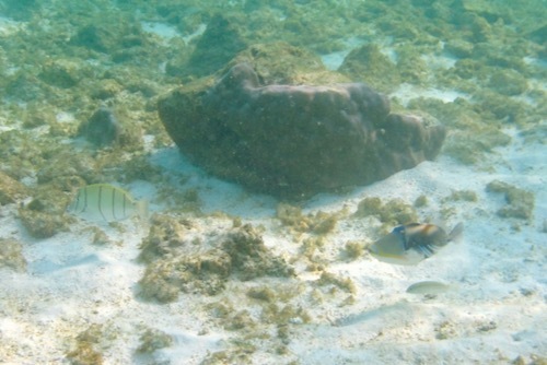 e0387424_17555945.jpg