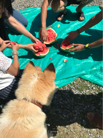 コサビのお座布団／流しそうめん_f0236736_13370604.jpg