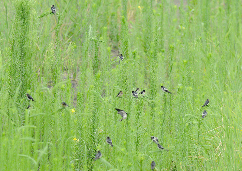d0290240_17101627.gif
