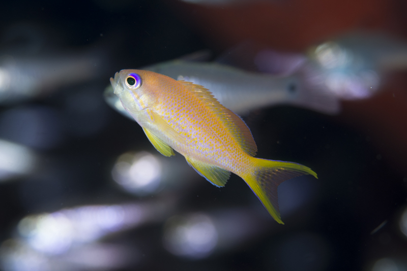 ユカタハタの稚魚はキンギョハナダイ!_b0186442_22163642.jpg