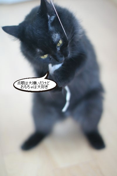 まだ治療中な黒猫さん_e0151545_20205617.jpg