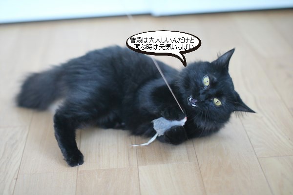 まだ治療中な黒猫さん_e0151545_20223620.jpg